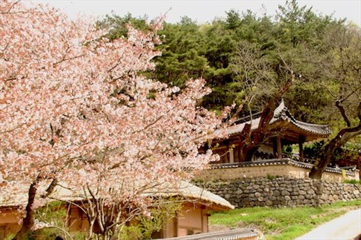 Springtime in Yangong Traditional Village WHS