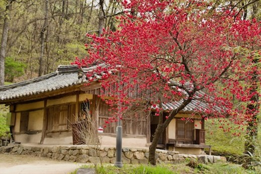 Colorful trees make for nice photos, Yangdong Historical Village