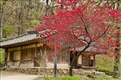 Colorful trees make for nice photos, Yangdong Historical Village: by graynomadsusa, Views[236]