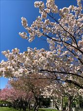 Cherry Blossoms in Hakodate: by graynomadsusa, Views[121]