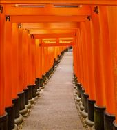 Some of the ten thousand or so Torii gates at Fushimi Inari : by graynomadsusa, Views[2938]