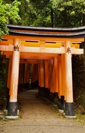 Into the forest, Fushimi Inari : by graynomadsusa, Views[12]