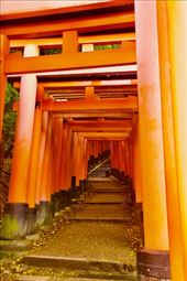 . . . and uphill,  Fushimi Inari : by graynomadsusa, Views[239]