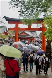 Present...Umbrellas! Fushimi Inari in the rain: by graynomadsusa, Views[214]