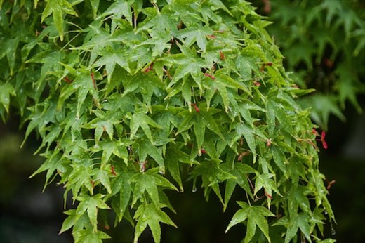 Rain on Japanese maples, Gonaitei Garden—Kyoto Imperial Palace