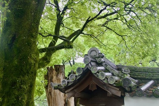 Kyoto Gyoen National Garden in the rain