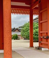 Mandarin Tree and Cherry Tree—Kyoto Imperial Palace: by graynomadsusa, Views[201]