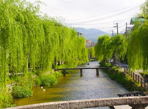 Willows along the Biwa Canal—walking to Ginkaku-ji
