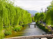 Willows along the Biwa Canal—walking to Ginkaku-ji: by graynomadsusa, Views[236]