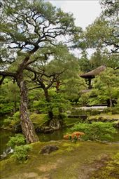 Gardens at Ginkaku-ji: by graynomadsusa, Views[240]