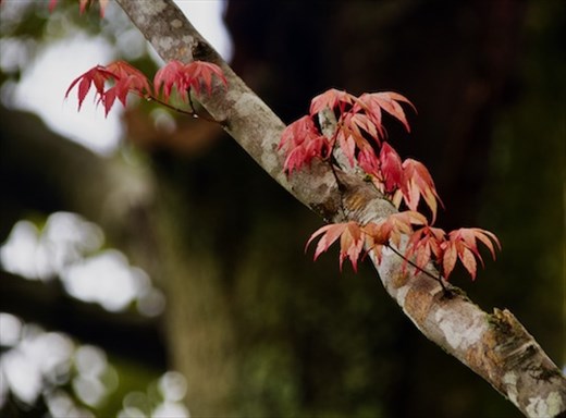 Ginkaku-ji maples