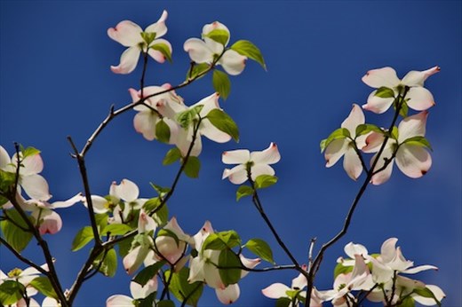 Dogwood blossoms