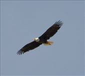 Flyin' high: by graynomadsusa, Views[231]