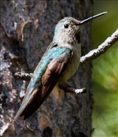Broad-tailed Hummingbird, Tim and Candice's Cabin in Allenspark: by graynomadsusa, Views[244]