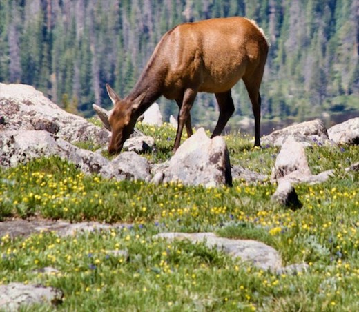 Cow Elk, RMNP
