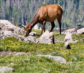 Cow Elk, RMNP: by graynomadsusa, Views[261]