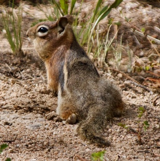 Least Ground Squirrel