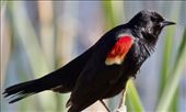 Red-winged Blackbird, Rocky Mountain Arsenal: by graynomadsusa, Views[250]