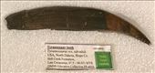 Replica of Teen Rex tooth: by graynomadsusa, Views[317]