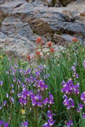 Shooting Stars and Indian Paintbrush, RMNP: by graynomadsusa, Views[291]