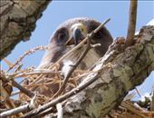 Swainson's Hawk on its nest: by graynomadsusa, Views[241]