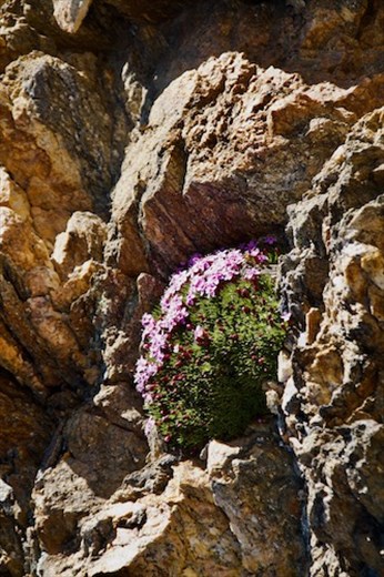 Natural Rock Garden, RMNP