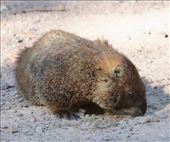Yellow-bellied Marmot, RMNP: by graynomadsusa, Views[319]