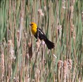 Yellow-headed Blackbird, Rocky Mountain Arsenal: by graynomadsusa, Views[301]