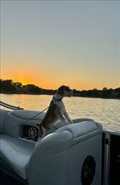 Iggy enjoying the cruise: by graynomadsusa, Views[262]