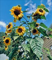 Sunflowers, Constantine MI: by graynomadsusa, Views[341]