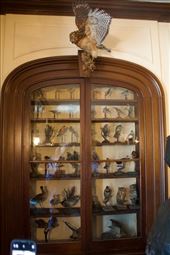 FDR's taxidermy collection, Hyde Park NY: by graynomadsusa, Views[367]
