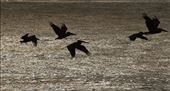 Brown Pelicans, Delaware Seashore State Park: by graynomadsusa, Views[271]