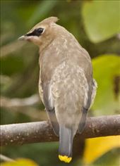 Cedar Waxwing, Cape Henlopen State Park: by graynomadsusa, Views[296]