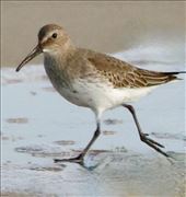 Dunlin, Delaware Seashore State Park: by graynomadsusa, Views[228]