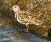 Banded Ruddy Turnstone, Delaware Seashore State Park: by graynomadsusa, Views[232]