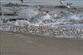 Sanderling, Delaware Seashore State Park: by graynomadsusa, Views[307]