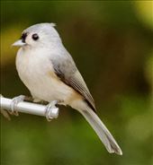Tufted Titmouse, Cape Henlopen State Park: by graynomadsusa, Views[359]