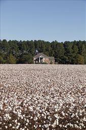 I wish I was in the Land of Cotton, North Carolina backroads: by graynomadsusa, Views[723]