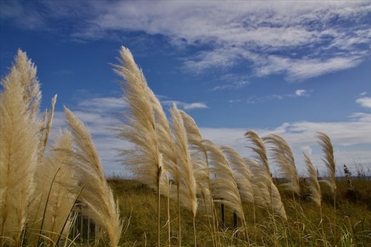 Indian Summer, North Myrtle Beach SC