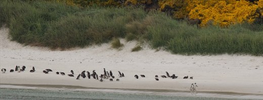 Magellanic penguins—Stanley, Falkland Islands