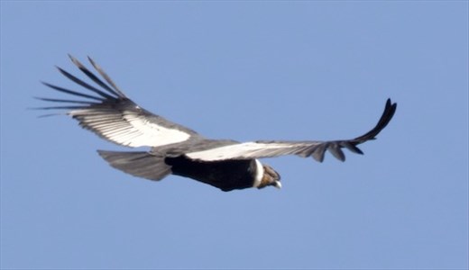 Anean Condor, Quebrada del Condorito National Park