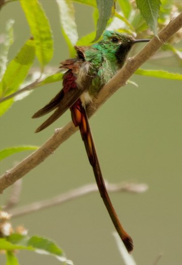 Red-Tailed Comet