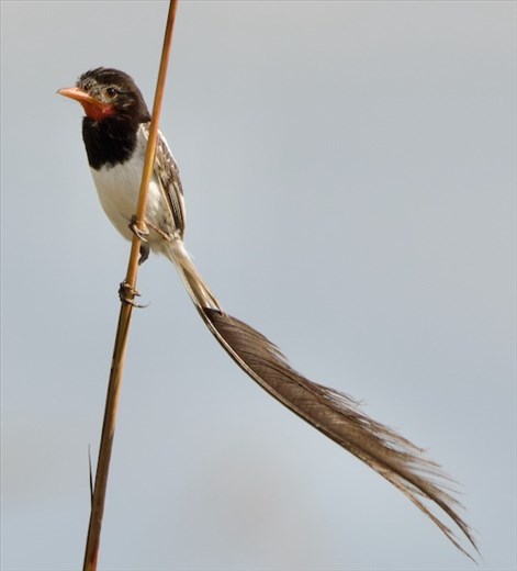 Strange-Tailed Tyrant, Iberá National Park