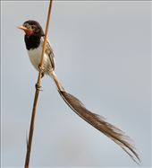 Strange-Tailed Tyrant, Iberá National Park: by graynomadsusa, Views[580]