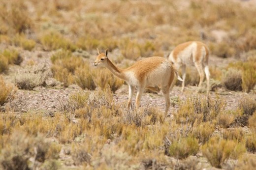 Vicuña, Thread of the Gods