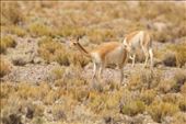 Vicuña, Thread of the Gods: by graynomadsusa, Views[790]