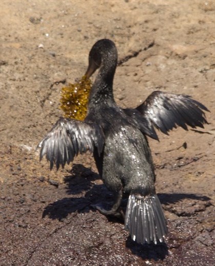 Flightless Cormorant bringing kelp to the nest, Isabella Island