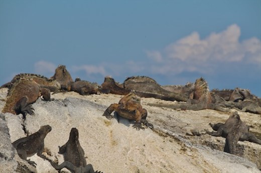 Marine Iguanas, only in the Galapagos
