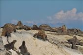 Marine Iguanas, only in the Galapagos: by graynomadsusa, Views[6868]