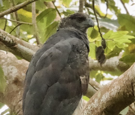 Created Eagle, Darién